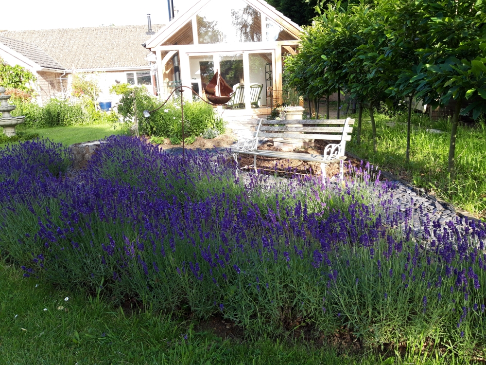Lavender