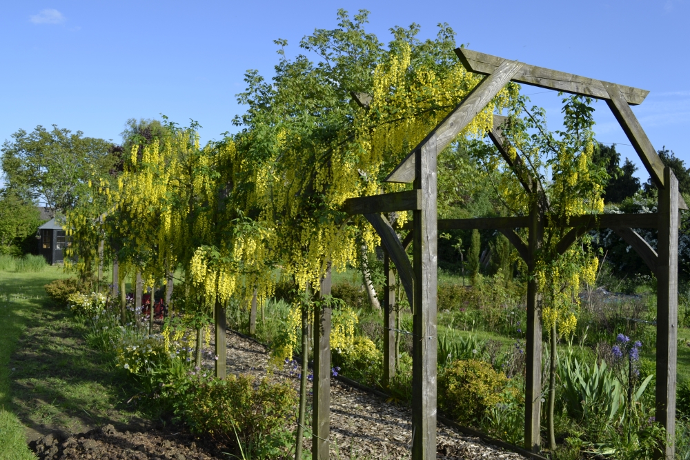 Laburnum